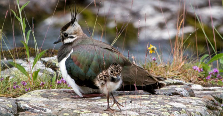 Lapwing and chick sat by a river